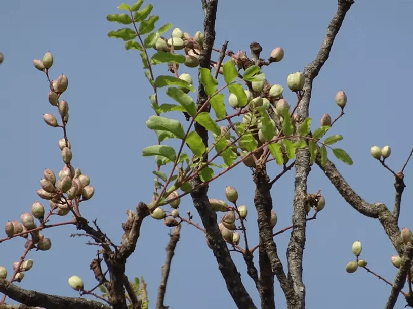 Boswellia serrata