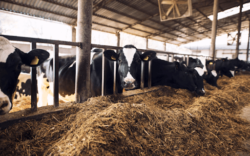 Animal Feeds