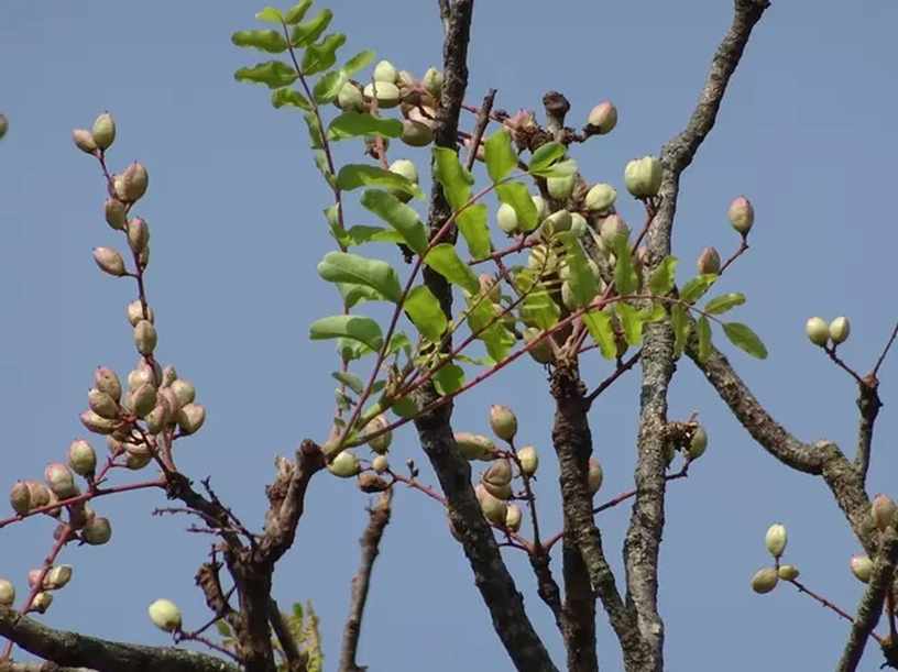 Boswellia serrata